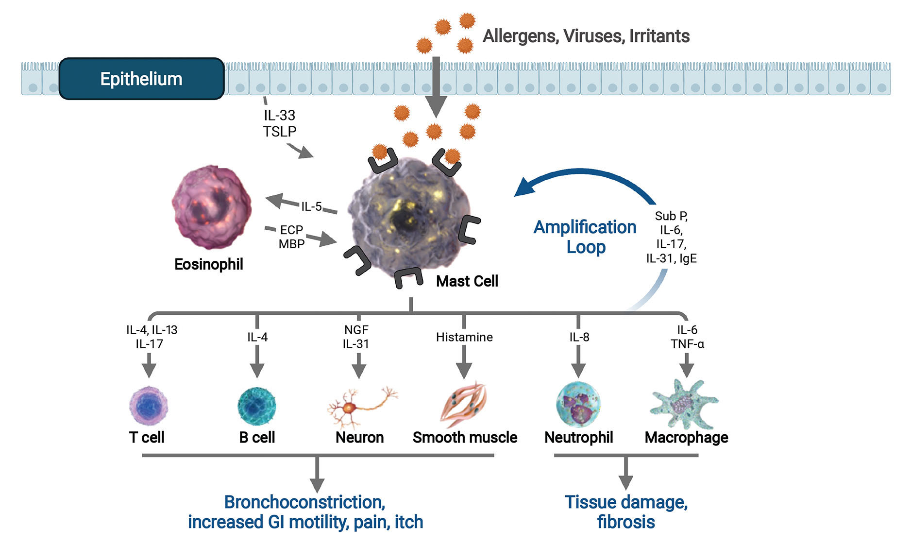 Mast Cells and Eosinophils