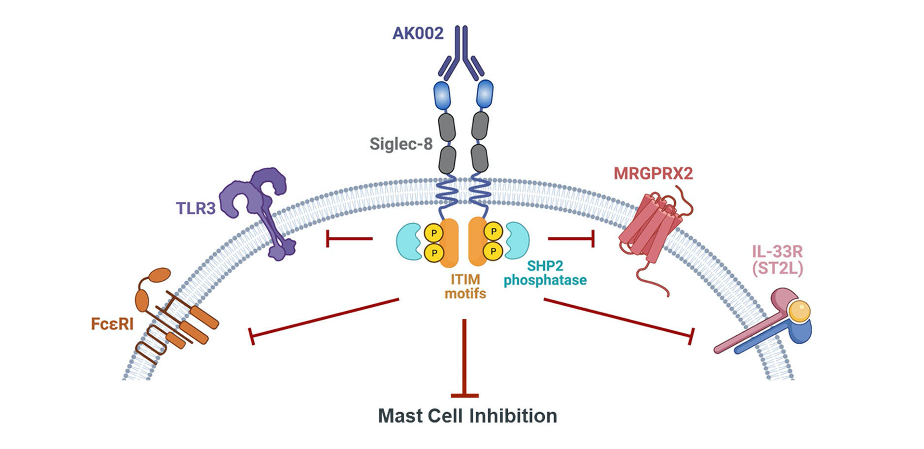 Lirentelimab MOA